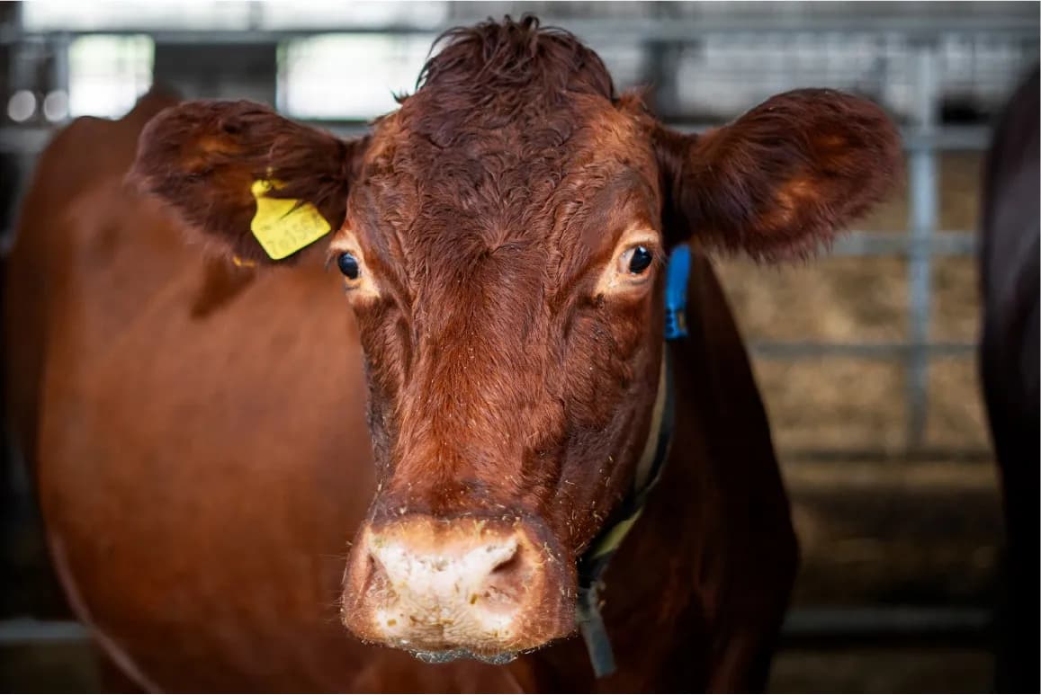 A close-up of a brown cow with large eyes and a yellow tag in its left ear, looking directly at the camera.