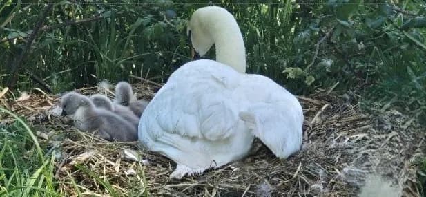 West Sussex Officer Helps Protect Nesting Swans Near Arundel Castle